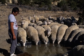 USA, New Mexico, Zuni, Zuni Native American Indian man called Philip with his flock of sheep at the