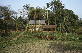 BANGLADESH, Shariatpur, Family smallholding with thatched outbuildings and vegetable patch.