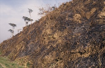 BANGLADESH, Sirmangal, "Slash and burn deforestation of hillside, cleared for agriculture."
