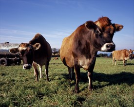 UNITED KINGDOM, Channel Islands, Jersey, Jersey cattle