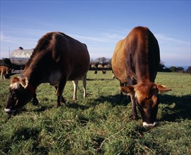 UNITED KINGDOM, Channel Islands, Jersey, Jersey cattle grazing on lush green grass