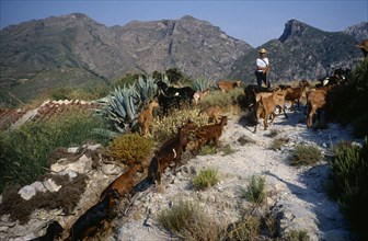SPAIN, Sierra Nevada, Andalucia, Goat herder on mountain track.