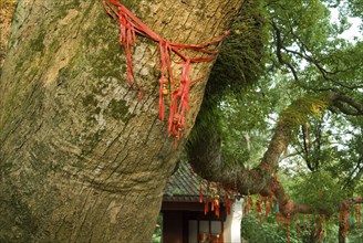 CHINA, Zhejiang , Putuoshan, Decorated Camphor Tree at Puji Temple. While this Buddhist temple's