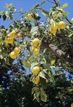 ITALY, Campania, Sorrento, Lemons growing on a lemon tree