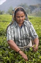 INDIA, Kerala, Vandiperiyar, "Woman picking leaves from tea plant, Periyar Connemara Estate"