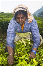 INDIA, Kerala, Vandiperiyar, "Woman picking leaves from tea plant, Periyar Connemara Estate"