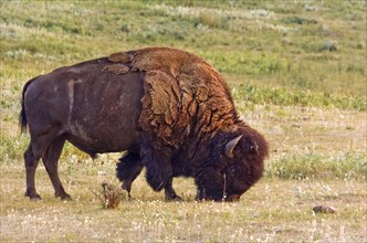 CANADA, Alberta, Milk River Ridge , American Bison Bos bison grazing on the plains near Milk River