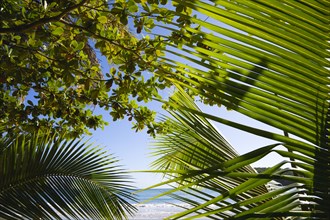 WEST INDIES, Grenada, St David, La Sagesse Beach seen through coconut palm tree leaves