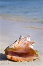 WEST INDIES, St Vincent And The Grenadines, Union Island, Conch shell at the water's edge on the