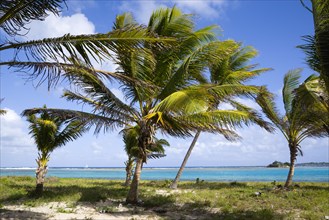 WEST INDIES, St Vincent And The Grenadines, Union Island, Coconut palm trees blowing in the wind