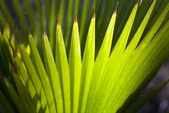 WEST INDIES, St Vincent And The Grenadines, Union Island, Pattern of backlit fanned palm leaves in