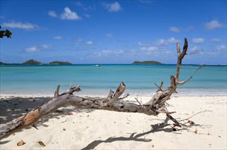 WEST INDIES, Grenada, Carriacou, "Dead branch of a tree in the sand with waves breaking on Paradise