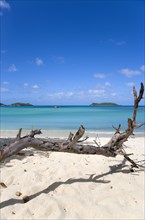WEST INDIES, Grenada, Carriacou, "Dead branch of a tree in the sand with waves breaking on Paradise