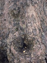 ENGLAND, West Sussex, Shoreham-by-Sea, Nut left in tree knot for squirrel.