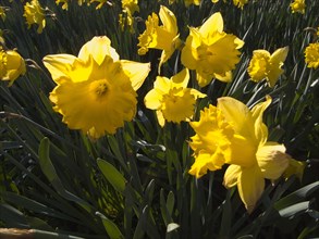 PLANTS, Flowers, Daffodils , Narcissus pseudonarcissus