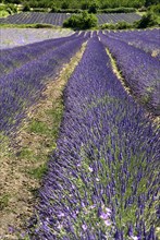 FRANCE, Provence Cote d’Azur, Vaucluse, Fields of lavender near village of Auribeau.