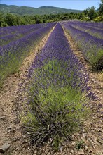FRANCE, Provence Cote d’Azur, Vaucluse, Lavender field between villages of Saignon and Auribeau.
