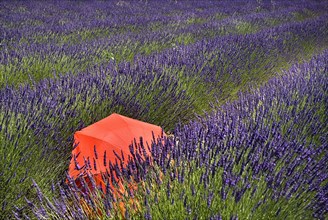 FRANCE, Provence Cote d’Azur, Vaucluse, Red umbrella amidst rows of lavender in field between