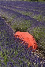 FRANCE, Provence Cote d’Azur, Vaucluse, Red umbrella amidst rows of lavender in field between