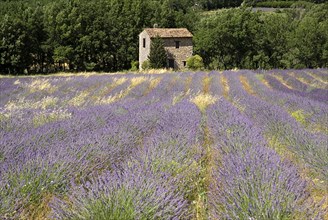 FRANCE, Provence Cote d’Azur, Vaucluse, Stone barn with tiled roof in field of lavender near