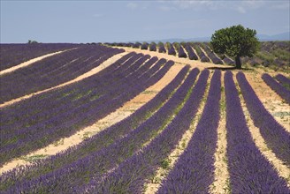 FRANCE, Provence Cote d’Azur, Alpes de Haute Provence, "Valensole.  Rows of lavender growing in