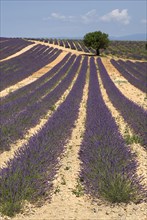 FRANCE, Provence Cote d’Azur, Alpes de Haute de Provence, "Sweeping vista of lavender field with a