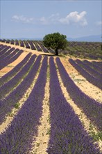 FRANCE, Provence Cote d’Azur, Alpes de Haute Provence, "Sweeping vista of lavender field with a