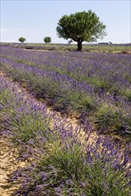 FRANCE, Provence Cote d’Azur, Alpes de Haute Provence, Sweeping vista of lavender field with trees