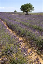 FRANCE, Provence Cote d’Azur, Alpes de Haute Provence, Sweeping vista of lavender field with trees