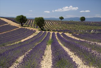 FRANCE, Provence Cote d’Azur, Alpes de Haute Provence, Sweeping vista of rows of lavender in field