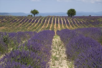 FRANCE, Provence Cote d’Azur, Alpes de Haute Provence, Rows of lavender and distant pair of trees