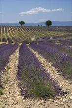 FRANCE, Provence Cote d’Azur, Alpes de Haute Provence, Rows of lavender and distant trees in field