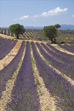 FRANCE, Provence Cote d’Azur, Alpes de Haute Provence, Sweeping vista of field with rows of
