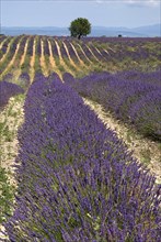 FRANCE, Provence Cote d’Azur, Alpes de Haute Provence, Sweeping vista of field with rows of