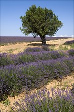 FRANCE, Provence Cote d’Azur, Alps de Haute Provence, A tree growing amongst rows of lavender in