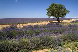 FRANCE, Provence Cote d’Azur, Alpes de Haute Provence, A tree amongst rows of lavender in field in