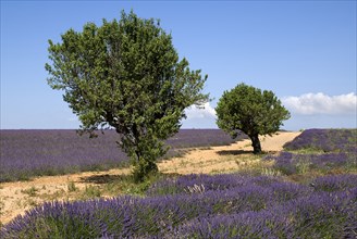FRANCE, Provence Cote d’Azur, Alpes de Haute Provence, Two trees growing between rows of lavender