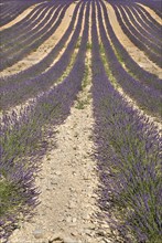 FRANCE, Provence Cote d’Azur, Alpes de Haute Provence, Sweeping patterns in rows of lavender in