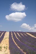 FRANCE, Provence Cote d’Azur, Alpes de Haute Provence, Rows of lavender following slope of field to