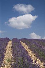 FRANCE, Provence Cote d’Azur, Alpes de Haut Provence, Rows of lavender following slope of field to