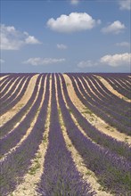 FRANCE, Provence Cote d’Azur, Alpes de Haute Provence, Rows of lavender following slope of field