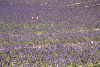FRANCE, Provence Cote d’Azur, Alpes de Haute Provence, A woman and child walking through field of
