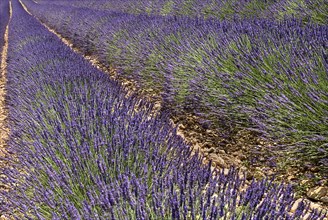 FRANCE, Provence Cote d’Azur, Alpes de Haute Provence, Close up of rows of lavender in field near