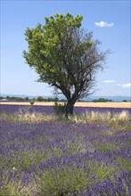 FRANCE, Provence Cote d’Azur, Alpes de Haute Provence, Plateau de Valensole.  Tree growing in