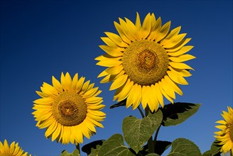 FRANCE, Provence Cote d’Azur, Bouches du Rhone, Heads of two sunflowers growing in field near