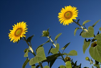 FRANCE, Provence Cote d’Azur, Bouches du Rhone, Angled view of sunflowers against blue sky growing