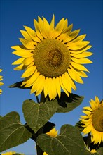FRANCE, Provence Cote d’Azur, Bouches du Rhone, Head of sunflower against blue sky in field near