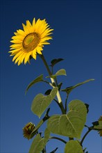 FRANCE, Provence Cote d’Azur, Bouches du Rhone, Single sunflower viewed from a low angle against