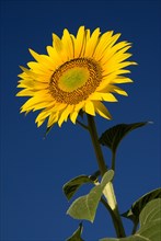 FRANCE, Provence Cote d’Azur, Bouches du Rhone, Single sunflower viewed from low angle against blue