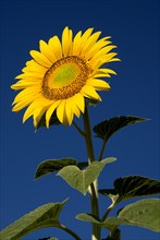 FRANCE, Provence Cote d’Azur, Bouches du Rhone, "Single sunflower viewed from a low angle against